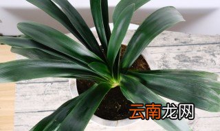 卧室可以放君子兰吗 卧室放君子兰行吗
