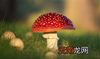 红伞伞白杆杆吃完一起躺板板儿歌 红伞伞白杆杆吃完一起躺板板是什么歌