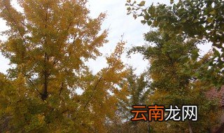 邳州银杏时光隧道什么时候去合适 全长多长