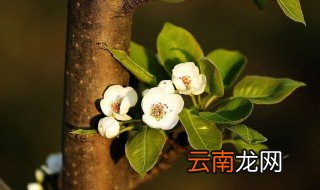 梨树的花期管理 5个环节都非常重要