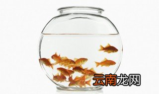 关于鱼睡觉的资料 有关鱼睡觉的资料