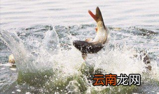 钓黑坑绝密配方 自制钓黑坑万能窝饵配方