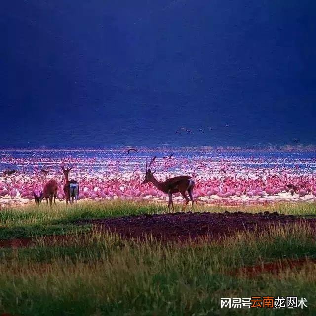 看看人家的构图，这才叫真正的摄影艺术！