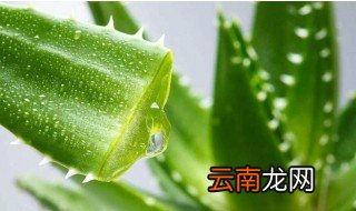 怎样制作芦荟面膜 芦荟面膜功效原理是什么