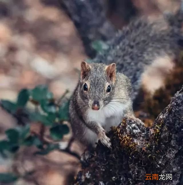 中国八大国家公园，让全世界都惊艳！