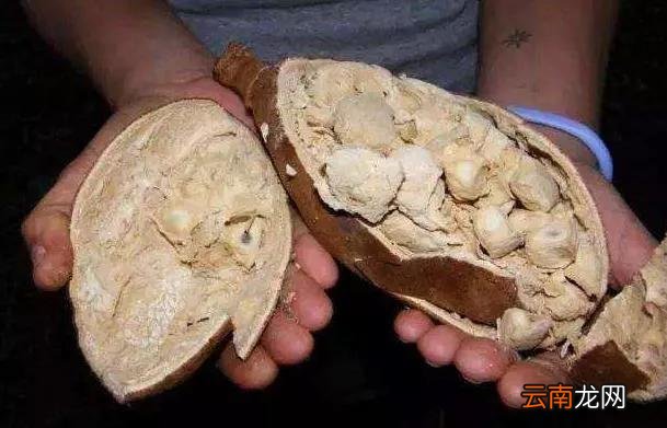 有一个国家生活全靠一种树，所建的房子没有墙壁