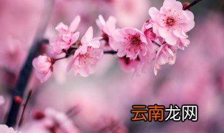 腊梅可以放卧室吗 腊梅放卧室行不行