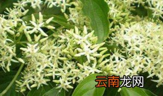夜来香可以放在卧室吗 夜来香养在室内行吗