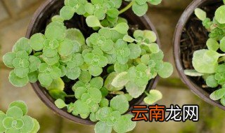 碰碰香可以放在卧室里吗 碰碰香放室内行不行