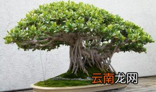 人参榕适合放在卧室吗 能不能在卧室养人参榕