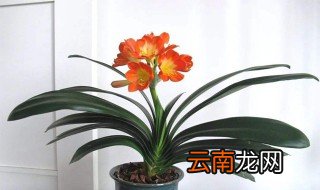 君子兰适合在卧室养吗 君子兰可以在卧室养吗