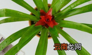 鸿运当头适合放在卧室吗 可以在卧室养鸿运当头吗