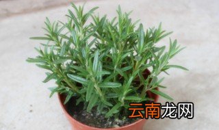 迷迭香可以放卧室吗 迷迭香能放卧室吗