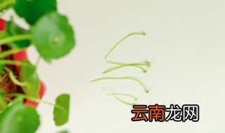 铜钱草可放在卧室吗 铜钱草放卧室行不行呢
