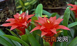 鸿运当头花可以放在卧室养吗 鸿运当头花能不能放室内养护