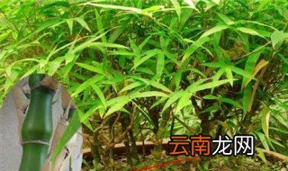 竹子可以放卧室吗 竹子适不适合放卧室