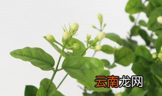 栀子花可以放在卧室吗 栀子花放卧室可不可以
