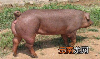 母猪与公猪的特征 母猪和公猪有哪些特征区分