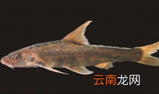 长江有什么鱼种 长江鱼种有多少种