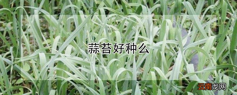 蒜苔好种么