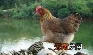 红色黄腿鸡是什么品种? 来看看广东最著名的鸡种类