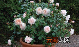盆栽月季花怎样修剪 轻轻松松让它爆盆