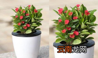 盆栽刺梅花能不能放在卧室 盆栽刺梅花可不可以放在卧室