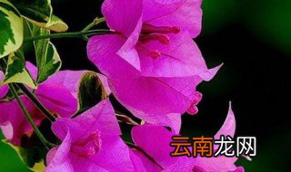 杜鹃花是几月份开花 杜鹃花的花期介绍
