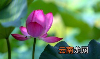 荷花是几月份开花 荷花的花期介绍