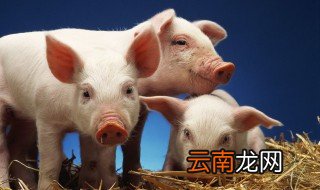 干的油炸猪皮怎么泡发 干的油炸猪皮如何泡发