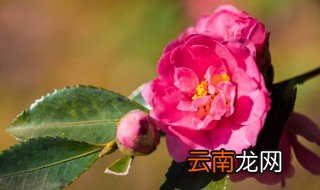 茶花与茶梅的区别 这些区别你需知道