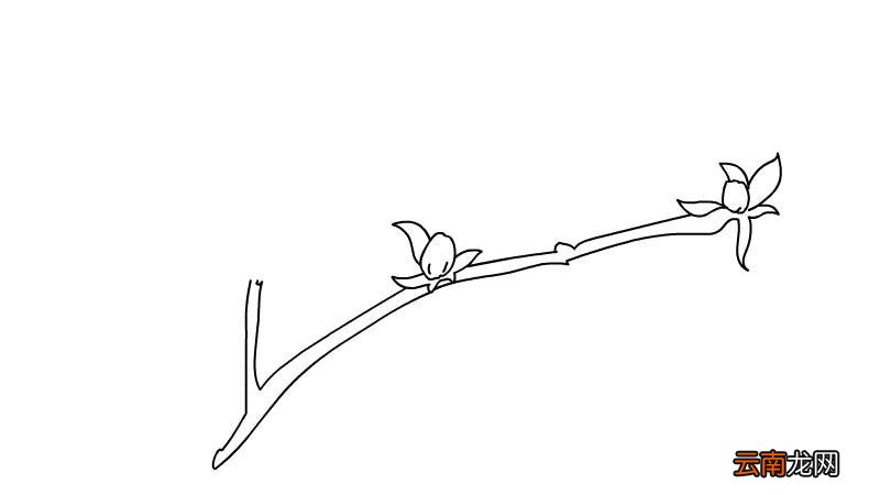 迎春花简笔画