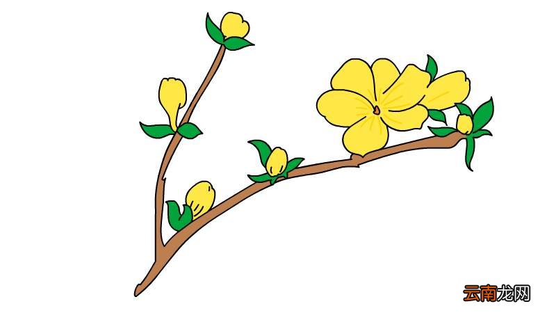 迎春花简笔画