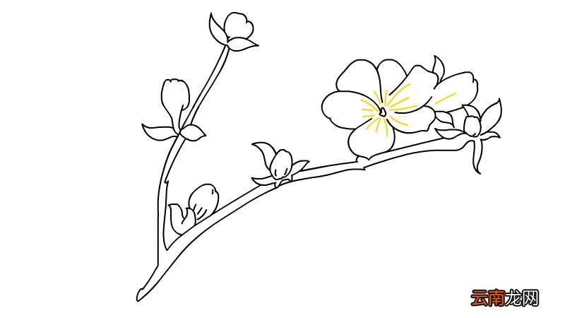 迎春花简笔画
