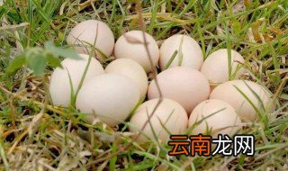 鹅蛋的功效与作用 3个鹅蛋的功效与作用
