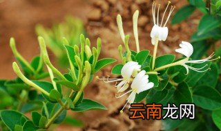 金银花泡水喝功效 3个金银花泡水喝功效