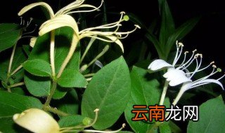 金银花对于皮肤的功效 5个金银花对于皮肤的功效