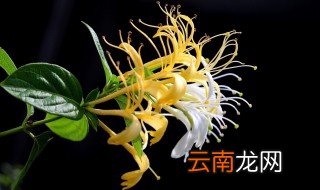 金银花的功效与作用泡水 5个金银花的功效与作用
