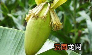 芭蕉心怎么保住颜色 有什么功效