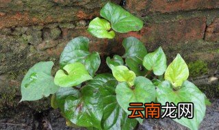 鱼腥草叶的营养价值与功效 是什么