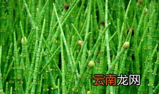 木贼的功效与作用 木贼的营养价值