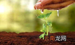 氨基酸水溶肥的功效与作用是什么 给大家分析一下