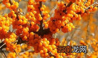 沙棘的功效和作用 沙棘有什么食疗作用