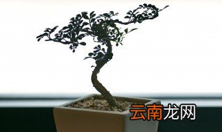 零陵香的功效与作用 你用对零陵香了吗