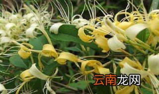 金银花用多少度水泡合适 金银花应该用多少度水泡合适
