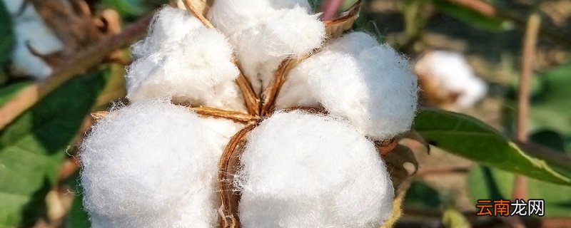 爽棉和纯棉有什么区别 爽棉是纯棉吗