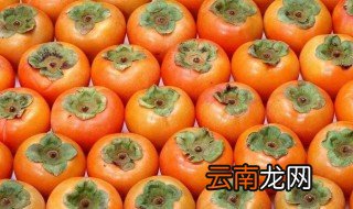 油柿子的功效与作用 有什么功效和作用