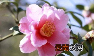 山茶花可润喉吗? 具有什么功效呢