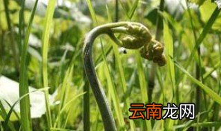 山蕨怎么洗 山蕨清洗方法和功效讲解