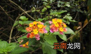 臭花草的功效与作用是什么 下面给大家介绍一下